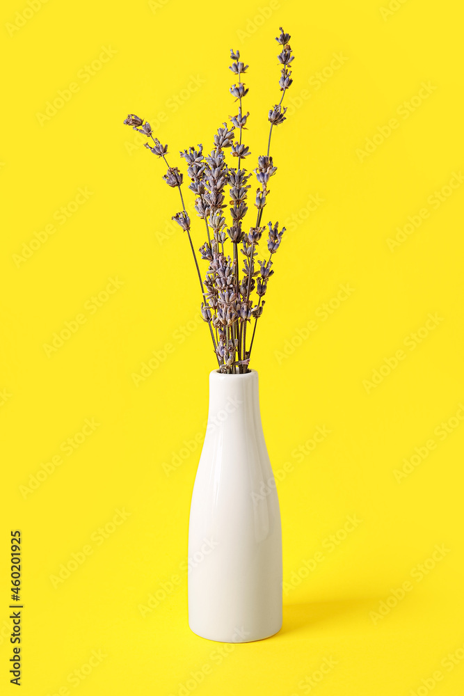 彩色背景上有美丽薰衣草花的花瓶