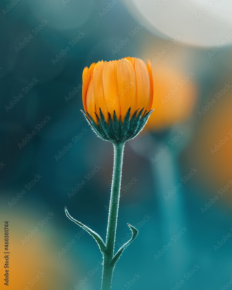 一朵橙色金盏花的宏观照片，背景是蓝绿色，有气泡和光线。Shal