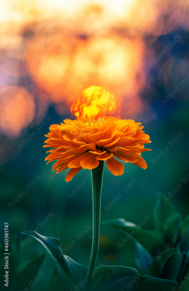 在金色的日落背景下，一朵橙色的百日草花的宏观照片，带有泡泡。Sha