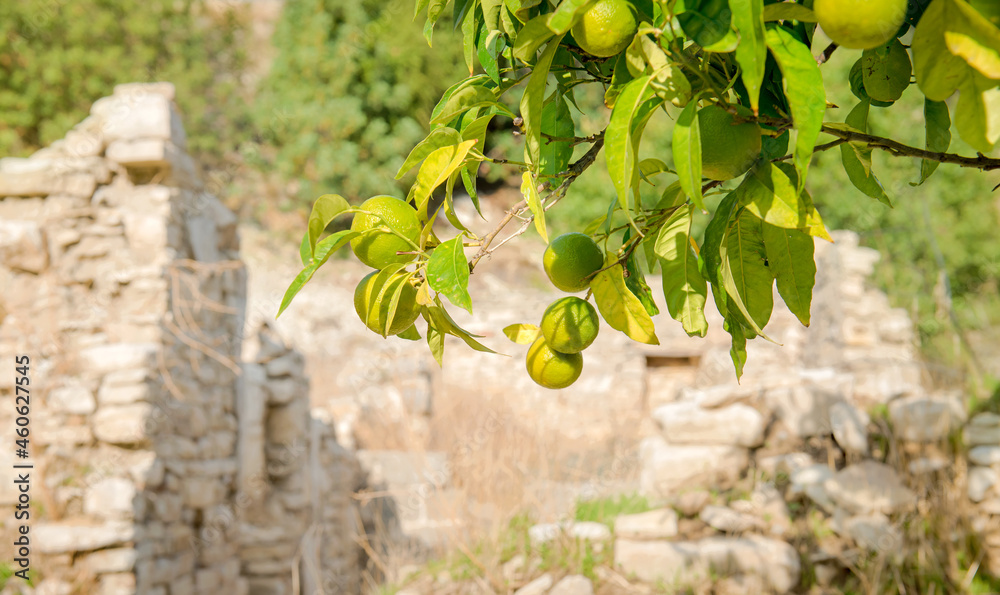 塞浦路斯废弃传统村庄的柑橘园。一棵结着绿色果实的橘子树的树枝