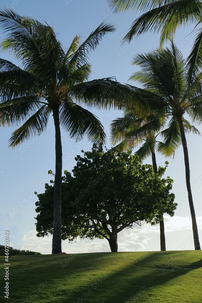 这是夏威夷一棵奇妙的树的照片。