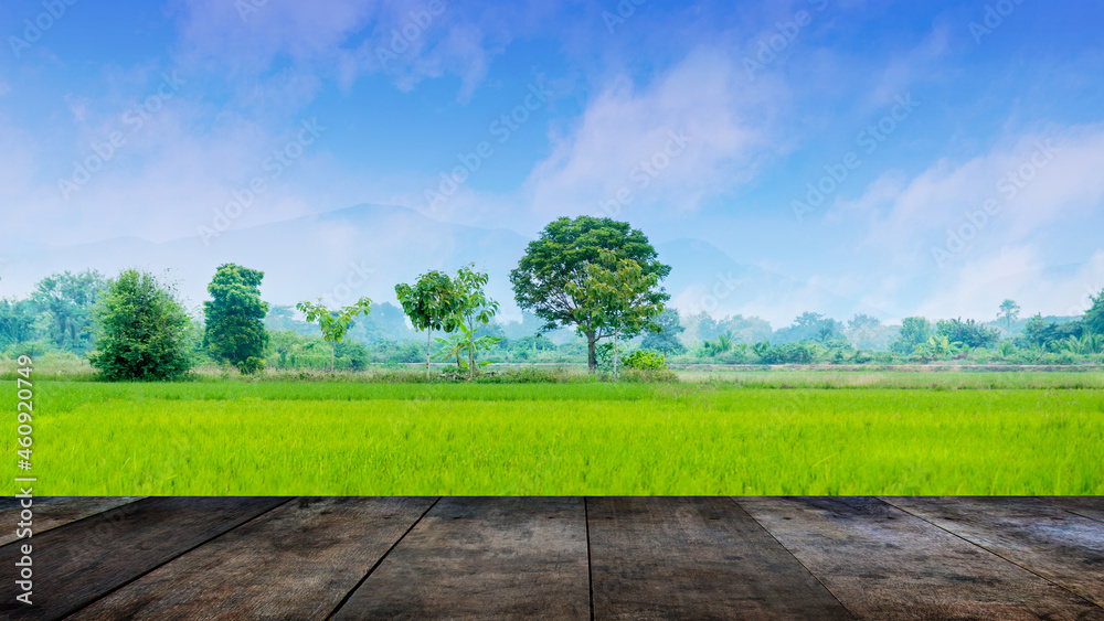 木质露台，有一片蓝天白云的美丽稻田。