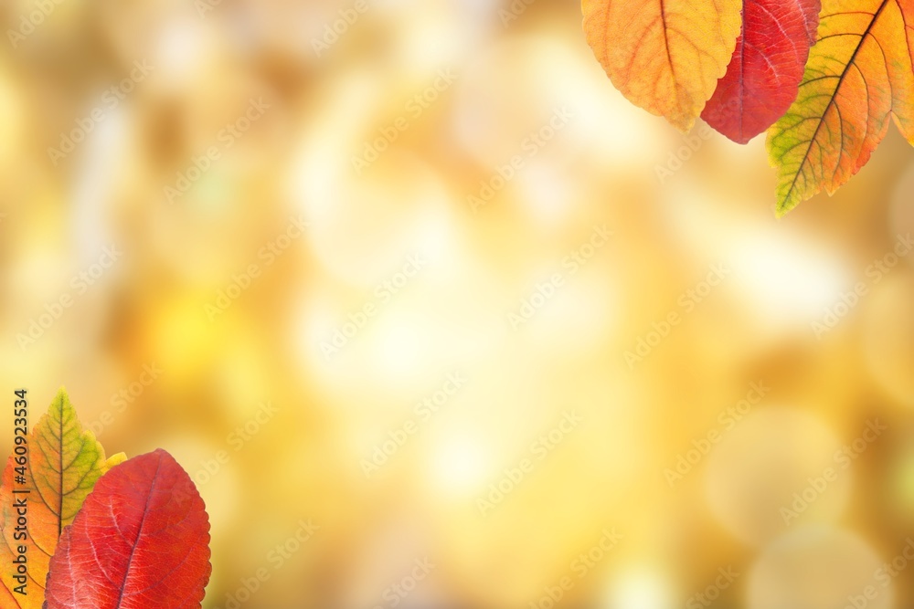 美丽的秋季景观，有彩色的树木和阳光。公园里有五颜六色的树叶。