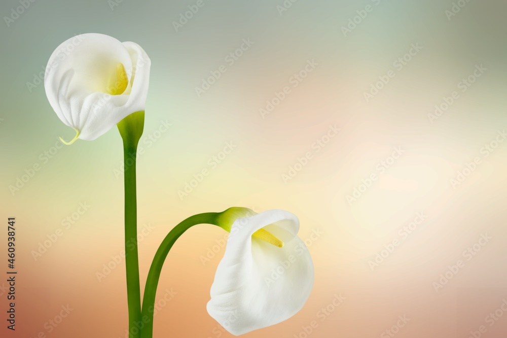 single, colored, blooming lily flower on a background