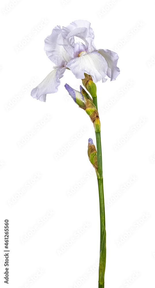 盛开的鸢尾花的侧视图，隔离在白色背景上。