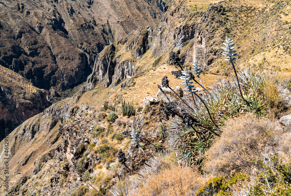 秘鲁科尔卡峡谷风光