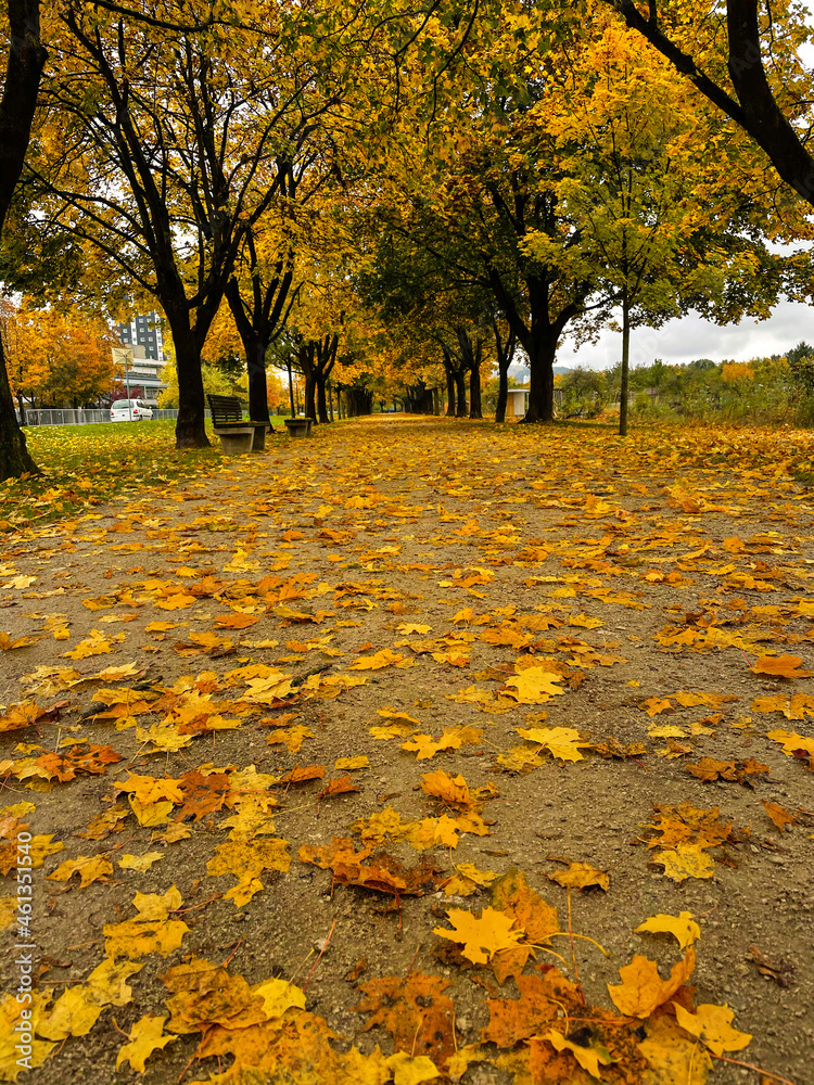 垂直：在秋天的高峰期，空旷的大道上覆盖着金色的落叶。