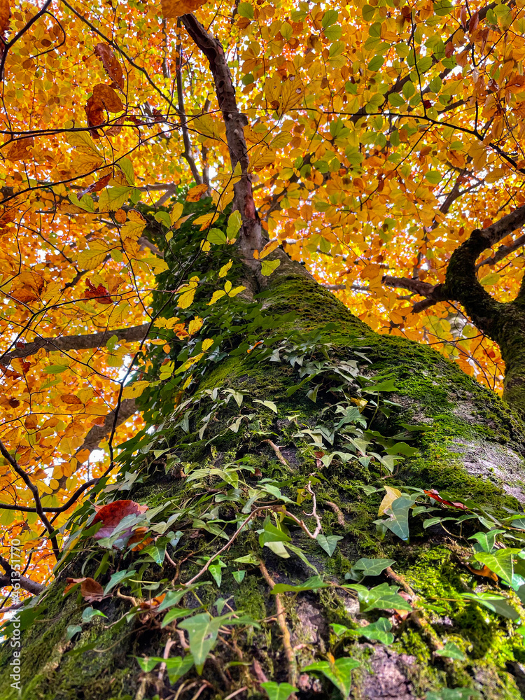 垂直：森林中苔藓和常春藤覆盖的树在秋天变色的照片。