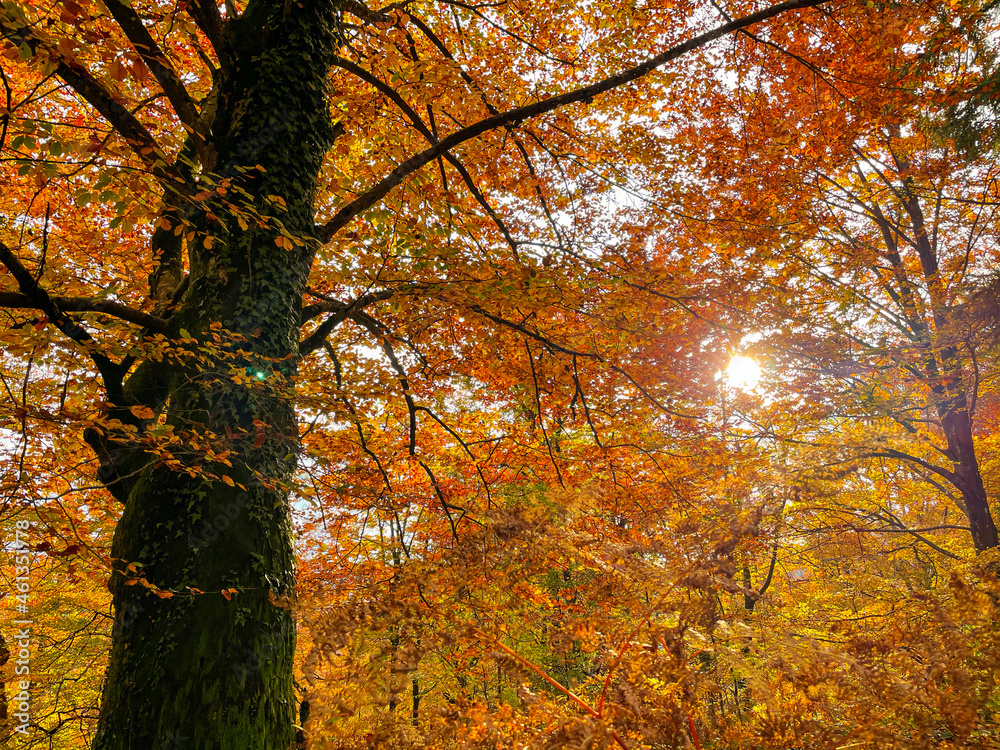 LENS FLARE：常春藤在秋天色彩绚丽的森林中爬上树干。