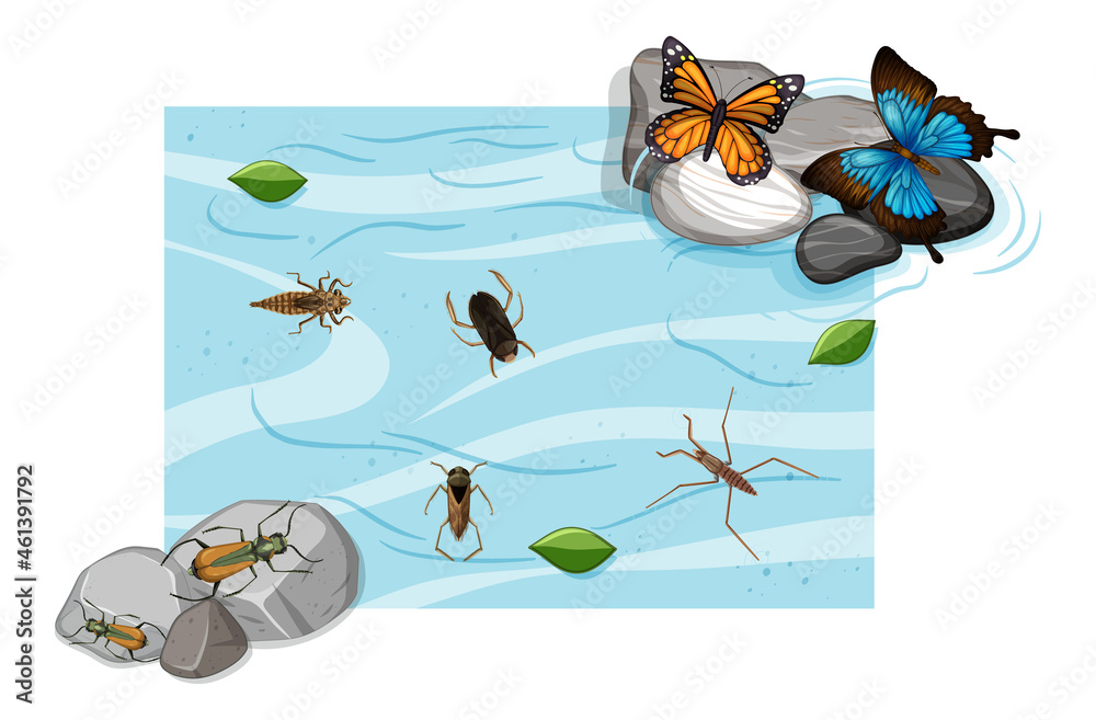 池塘中水生昆虫的俯视图