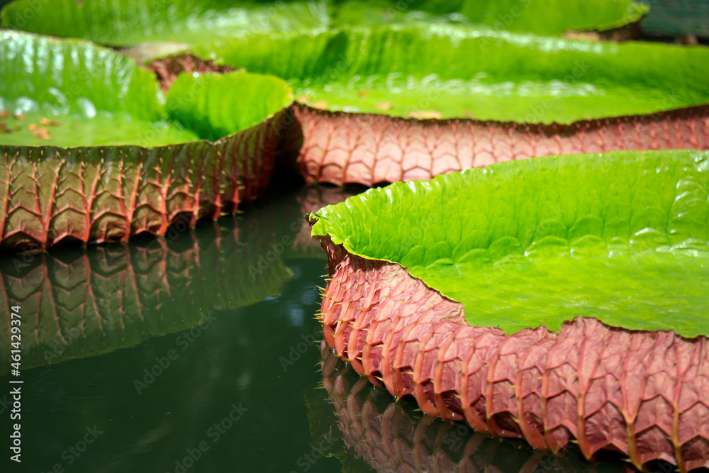 湖中的巨型绿色嫩绿睡莲