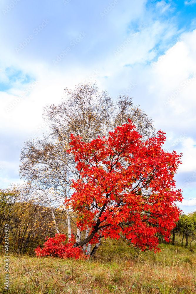 秋天。秋天的公园。秋天的树木和树叶。秋天美丽的自然景观。