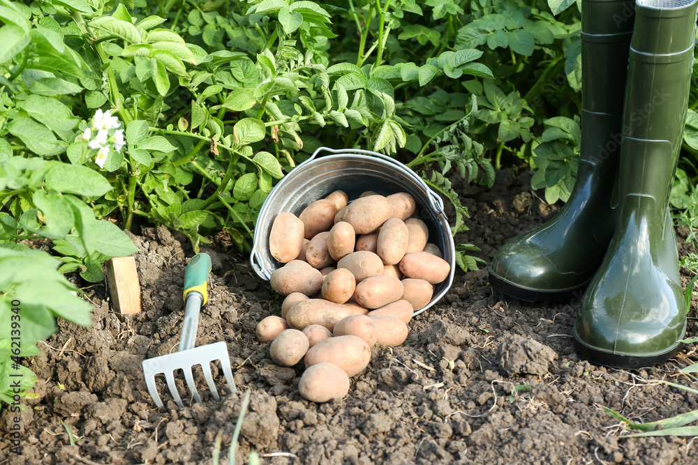 田地里装着生土豆、靴子和耙子的水桶