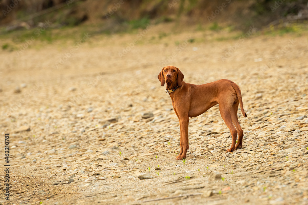 海滩上的维兹拉小狗。全长匈牙利维兹拉猎犬户外肖像。