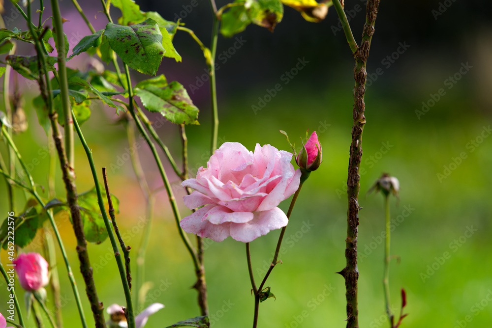 秋季粉红玫瑰花头特写。2021 9月22日摄于瑞士苏黎世