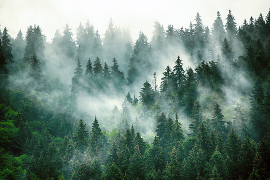 雾山景观