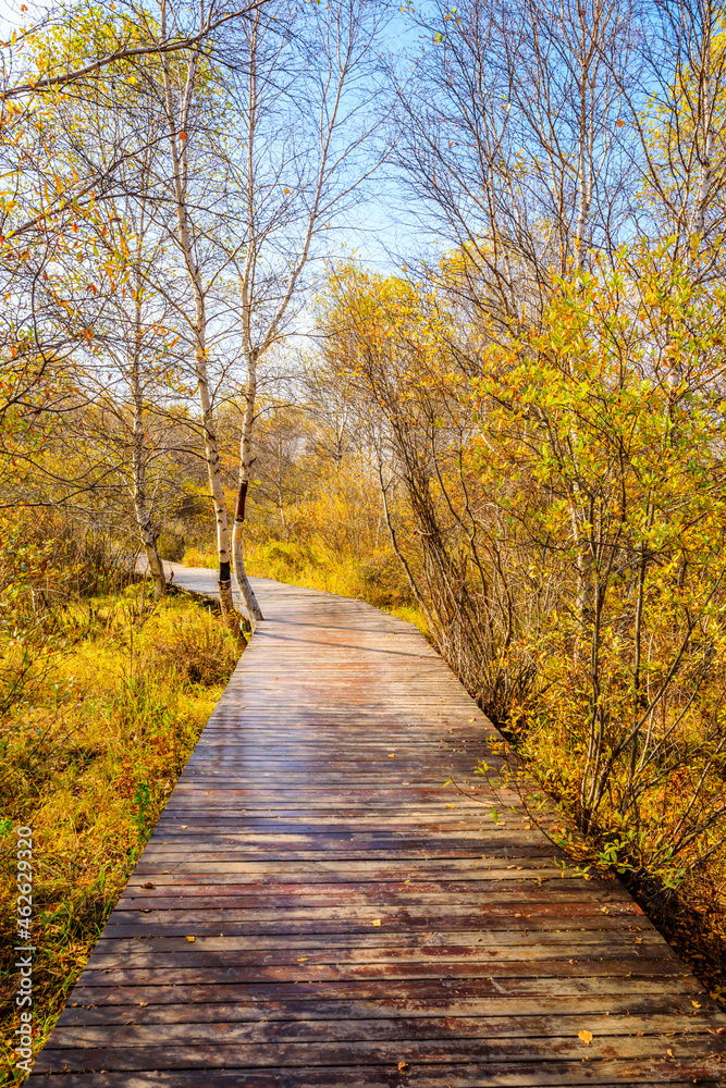 穿过秋天森林的木板路。美丽多彩的秋天森林。