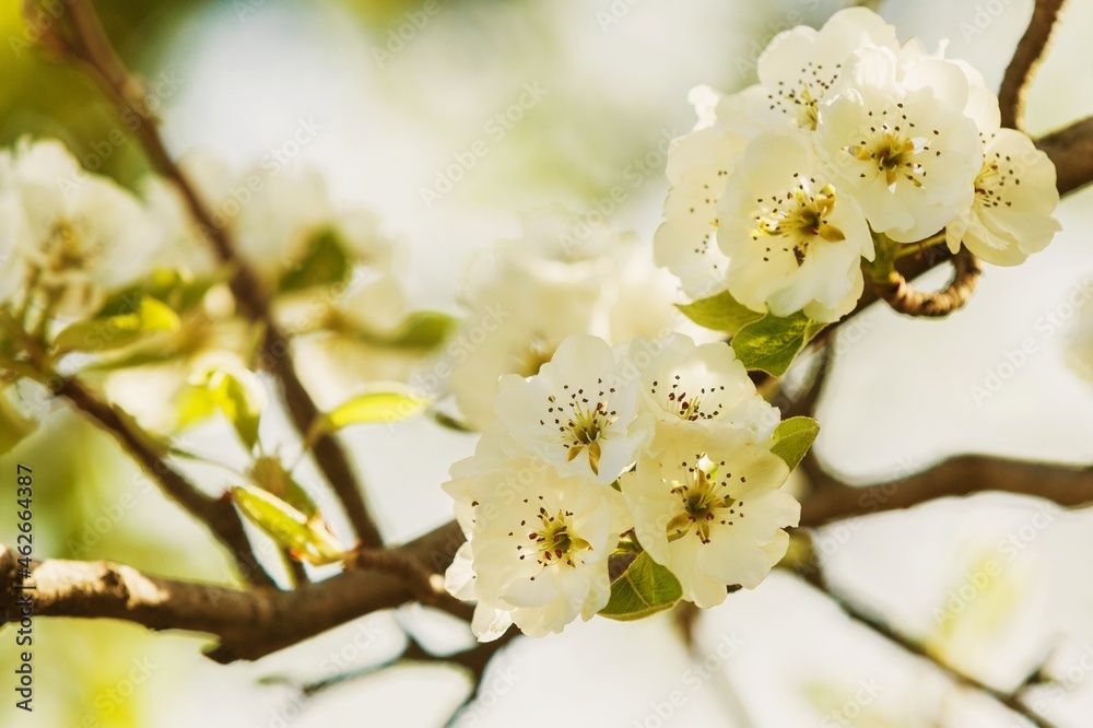 白色花朵种植树枝和阳光。唯美的花卉阴影剪影背景