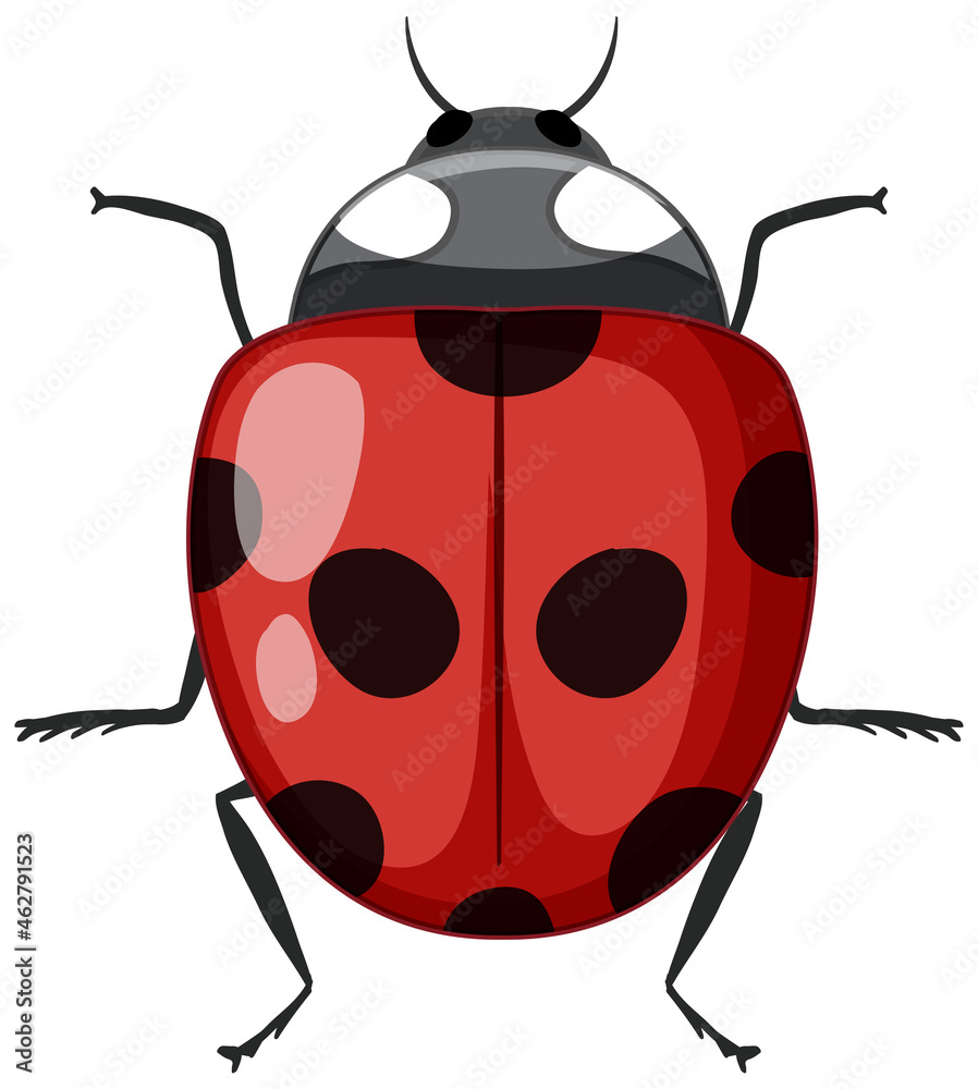 白色背景下分离的红色瓢虫