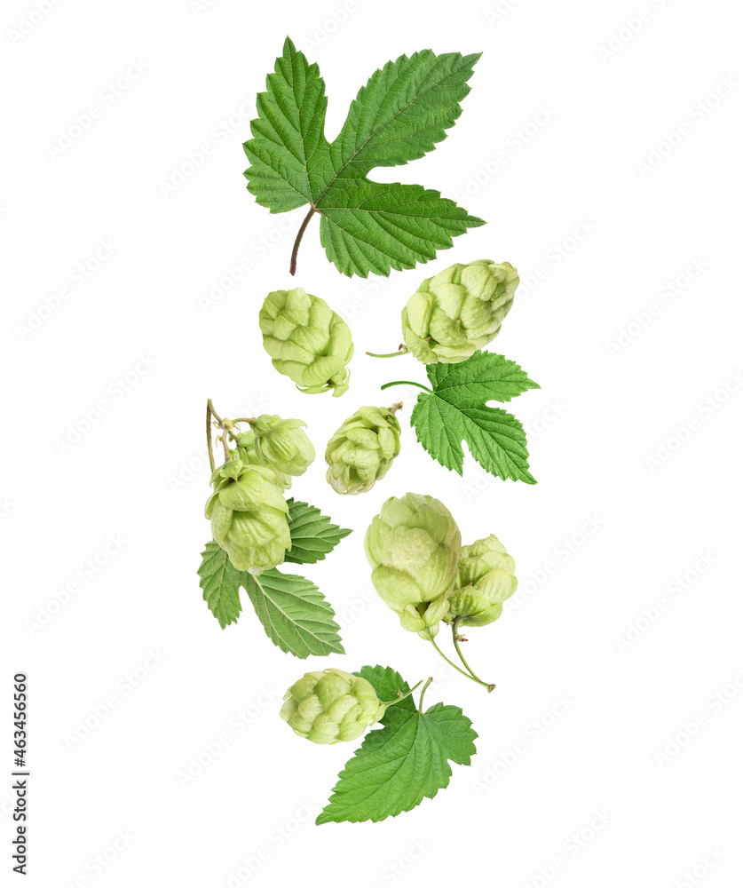 Fresh hop cones with leaves in the air isolated on white background