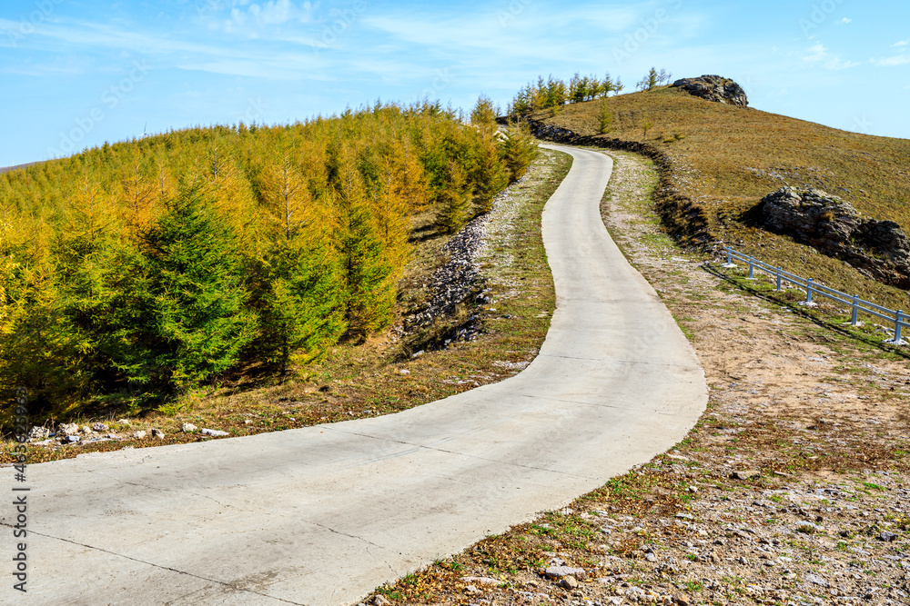 Empty road and yellow forest natural landscape in autumn.Road and trees background.