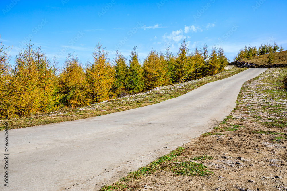 秋天空旷的道路和黄色的森林自然景观。道路和树木背景。