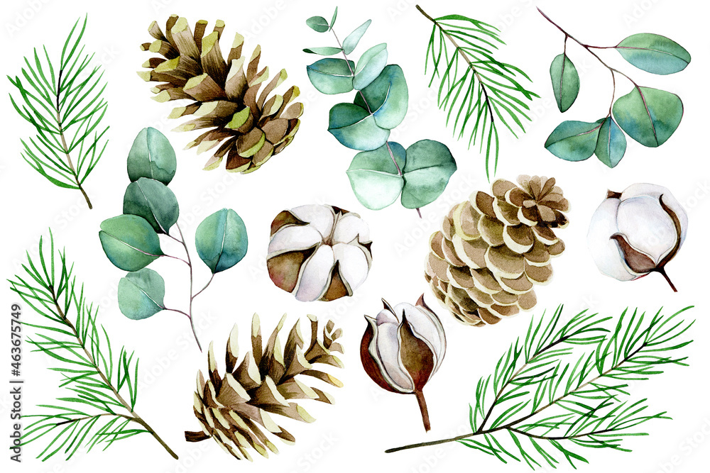 watercolor christmas, winter set. cotton flowers, eucalyptus leaves, fir branches and cones isolated