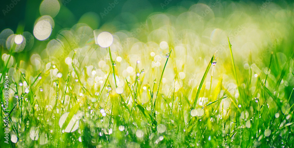 早春或夏初的绿草特写，非常漂亮的宽幅照片，配