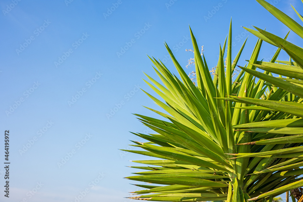 绿色棕榈树叶