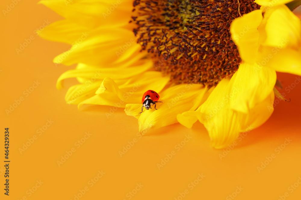彩色背景上的向日葵和可爱的瓢虫