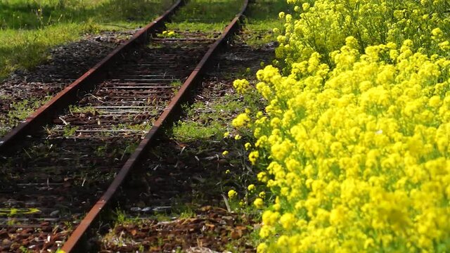 風にゆれる菜の花と線路　長陽駅	