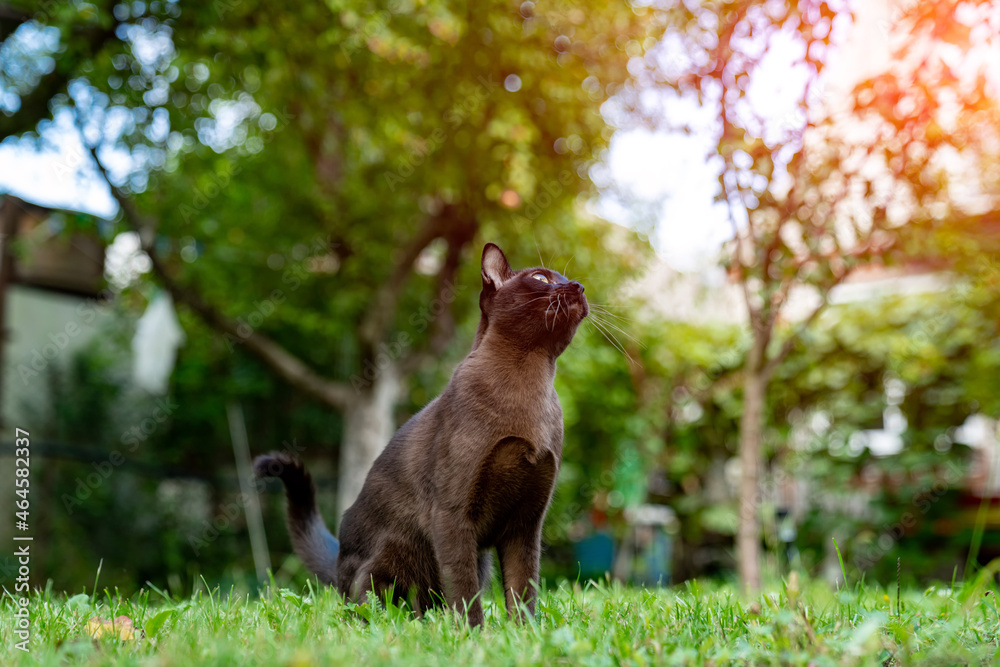 可爱有趣的猫在户外狩猎。可爱的小猫在草地上玩耍。