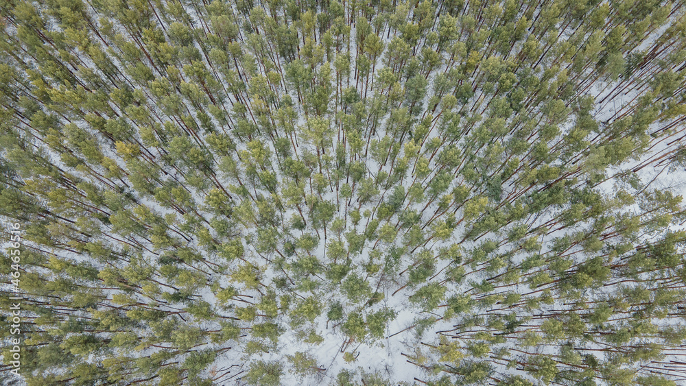 above the tops of the fir trees. winter green forest, top view. drone photo of beautiful frosty Chri