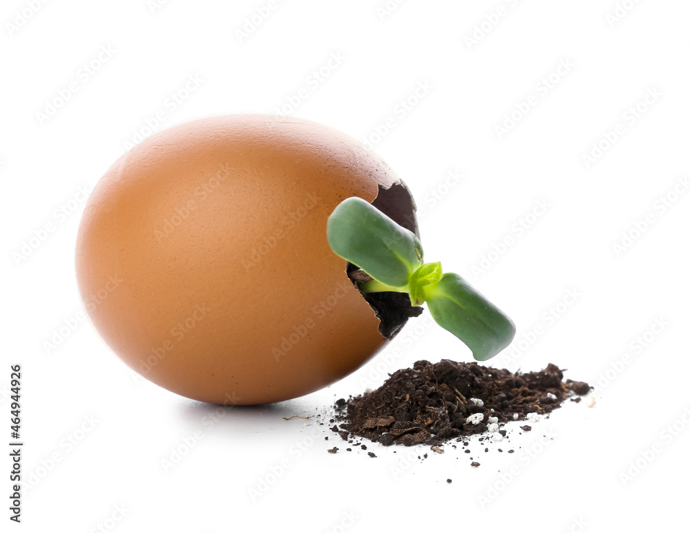 蛋壳中的绿色幼苗，白色背景上有一堆隔离的土壤