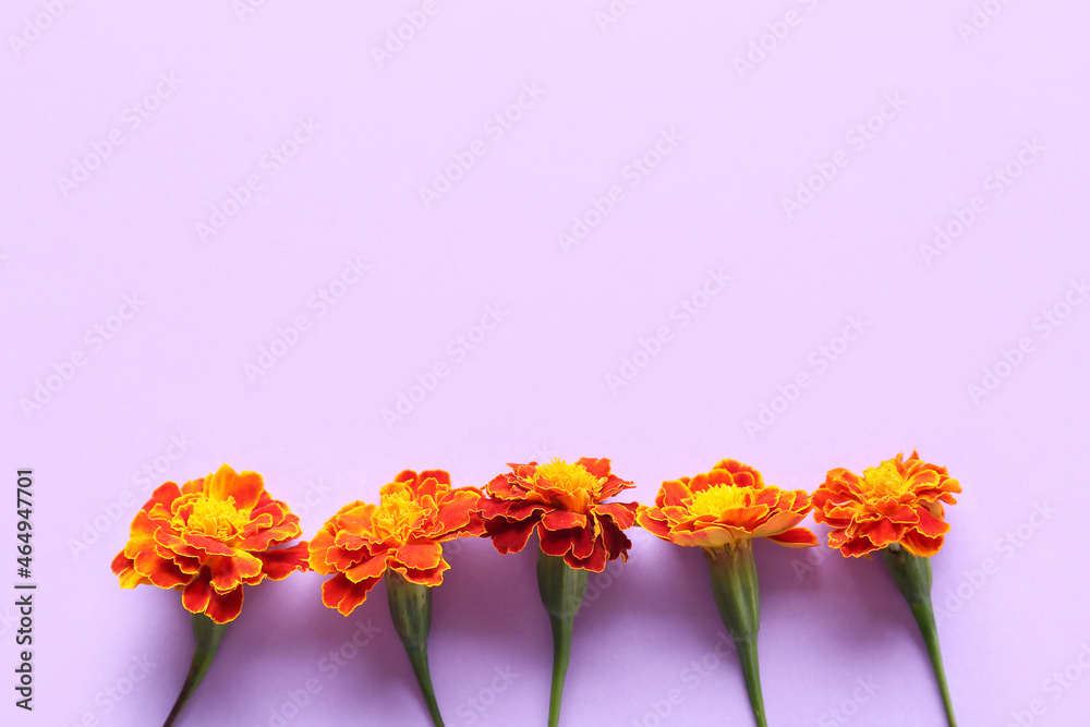 淡紫色背景下美丽的万寿菊，特写