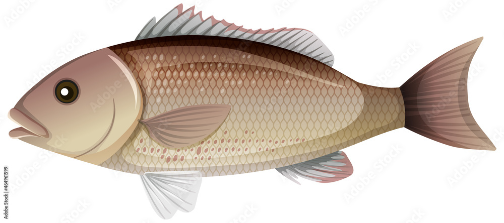 白底卡通风格的红树林鲷鱼或灰色鲷鱼