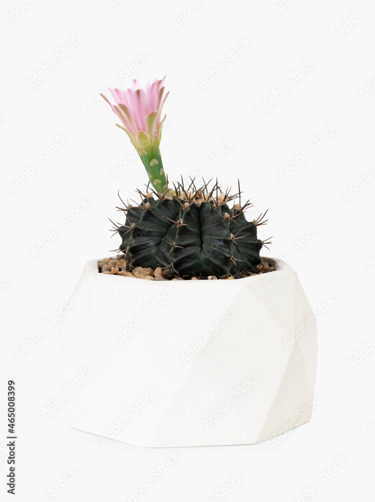 粉色花朵的Echinopsis仙人掌植物