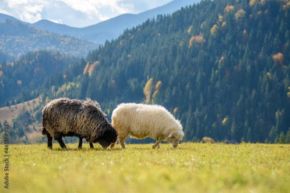 秋季在牧场上放牧的山羊