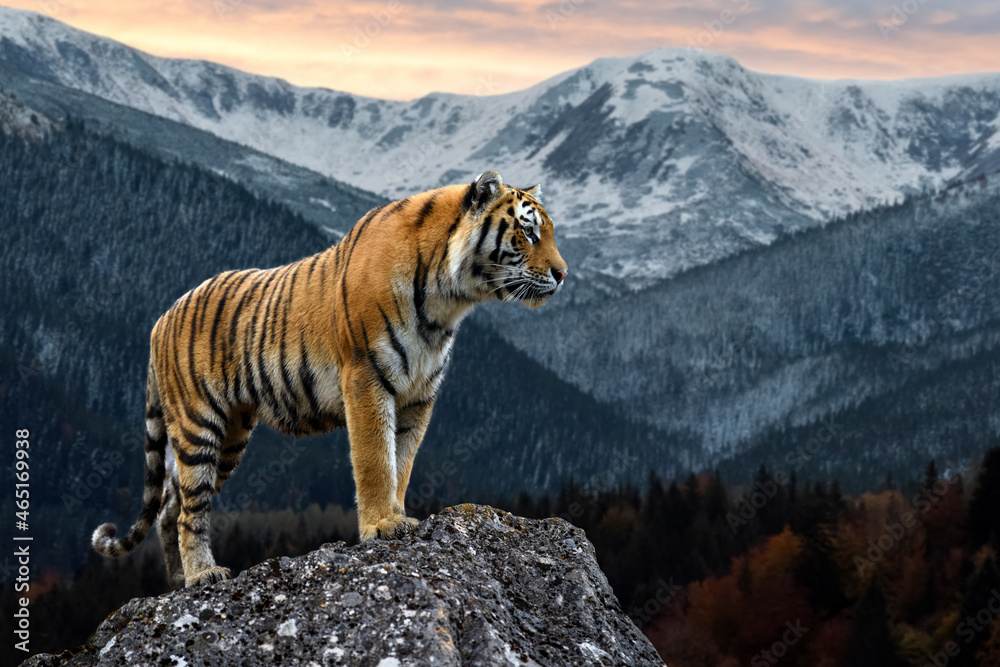 老虎站在岩石上，背景是傍晚的冬季景观