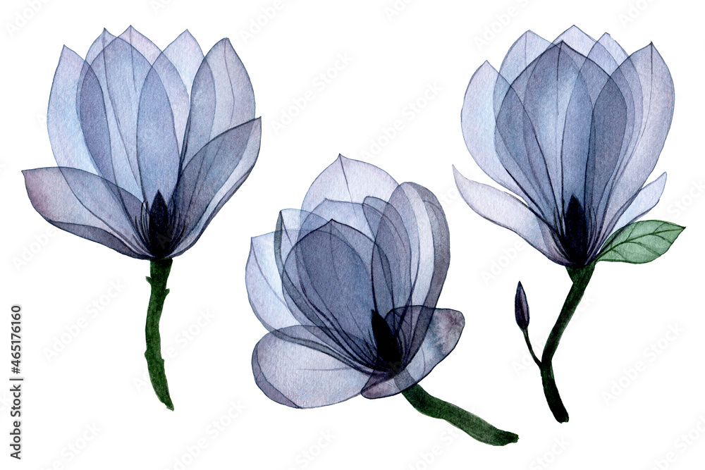透明木兰花水彩套装。透明花朵蓝色孤立元素