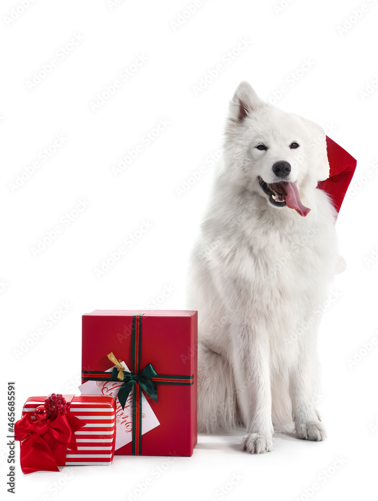 戴着圣诞老人帽，白色背景上有圣诞礼物的可爱萨摩耶犬