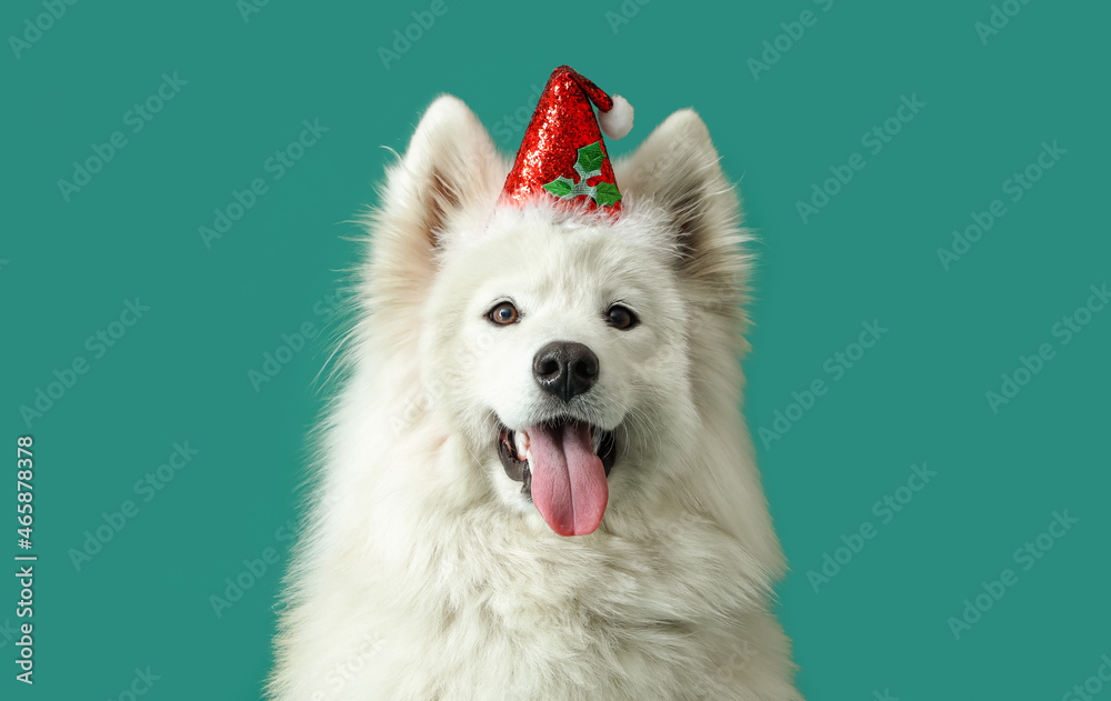 Cute Samoyed dog in Santa hat on color background