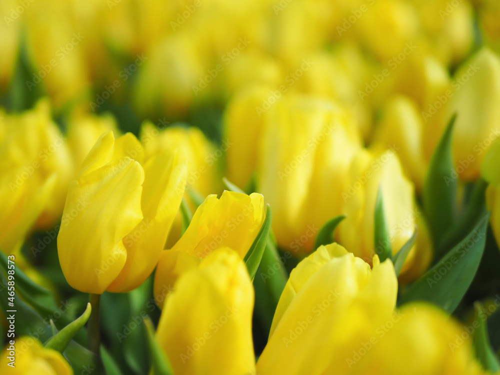 在充满黄色郁金香的田野中，郁金香花与绿叶的特写，模糊的bokeh背景banne