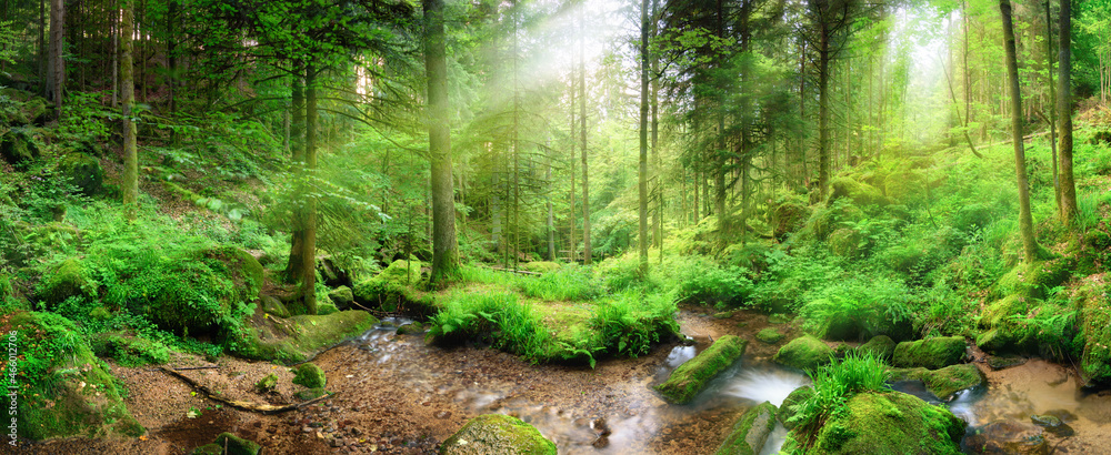 Panoramic forest scenery with rays of light falling through mist, lush green foliage and a stream wi
