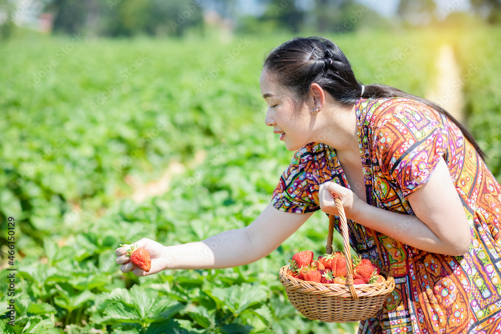 Asian beautiful woman is picking strawberry in the fruit garden on a sunny day. Fresh ripe organic s