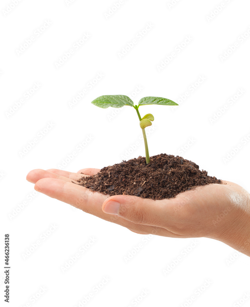 手与植物和土壤隔离在白色背景上。
