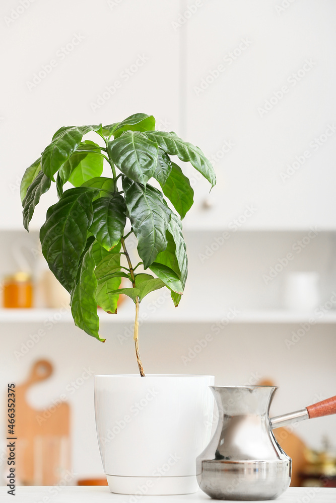 漂亮的咖啡树和厨房桌子上的cezve