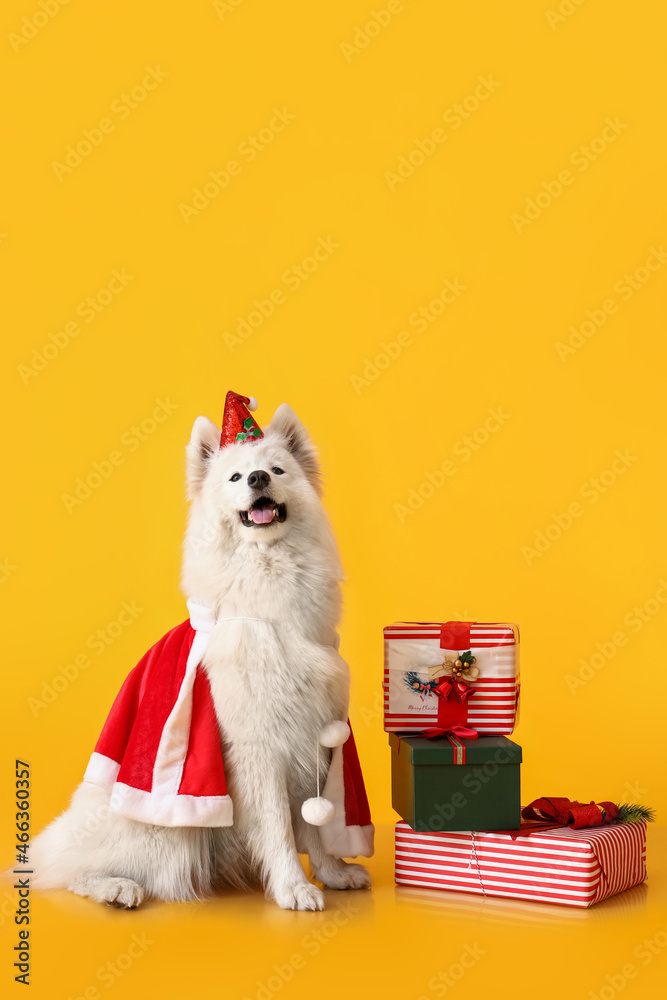 Cute Samoyed dog in Santa costume and with Christmas gifts on color background