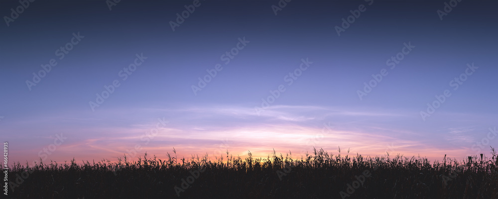 日落背景下成熟玉米地的全景。背景上成熟玉米的剪影