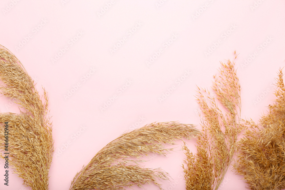 Beautiful dry common reeds on pink background, closeup